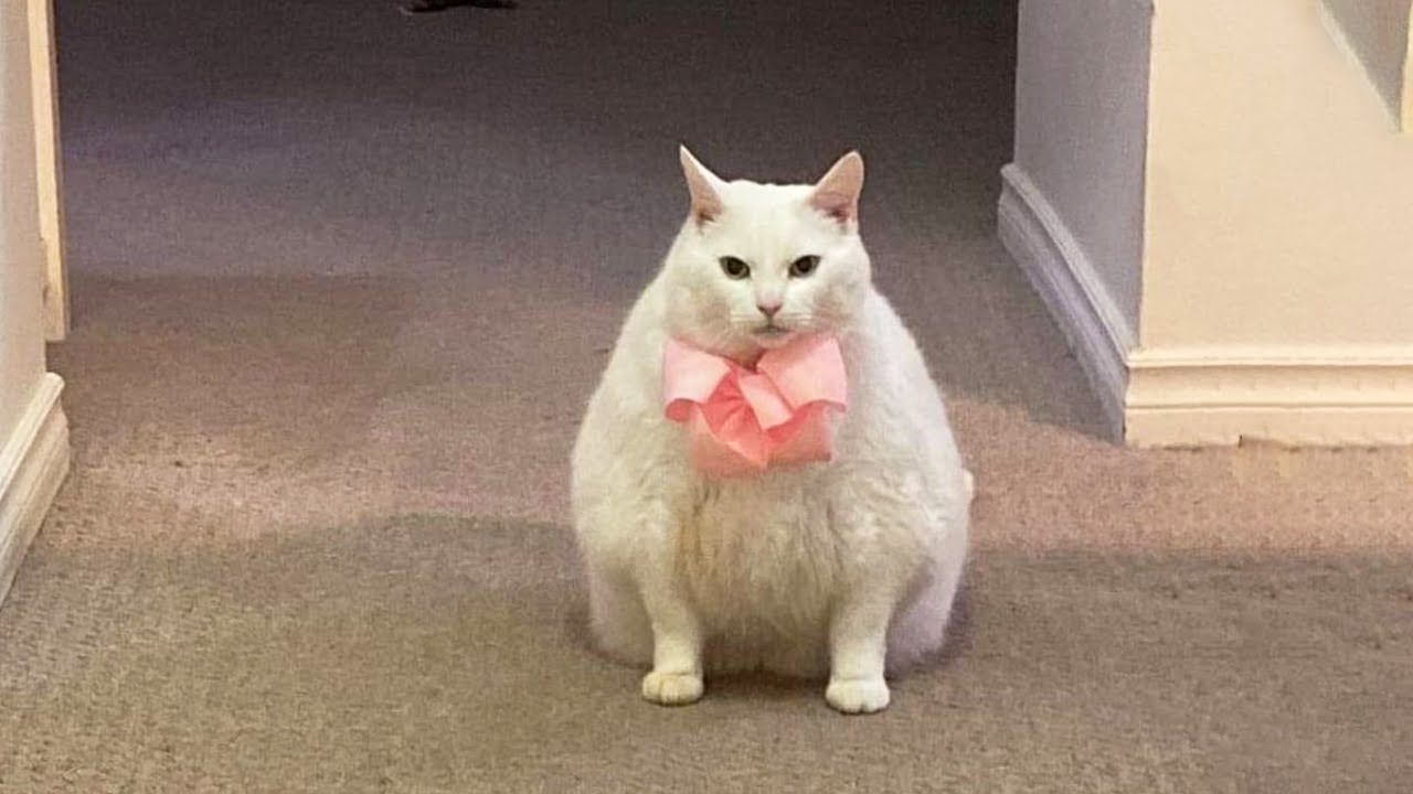 You Laugh, You Lose! 🤣 Funny Cat Videos 2026 😹 Part 93