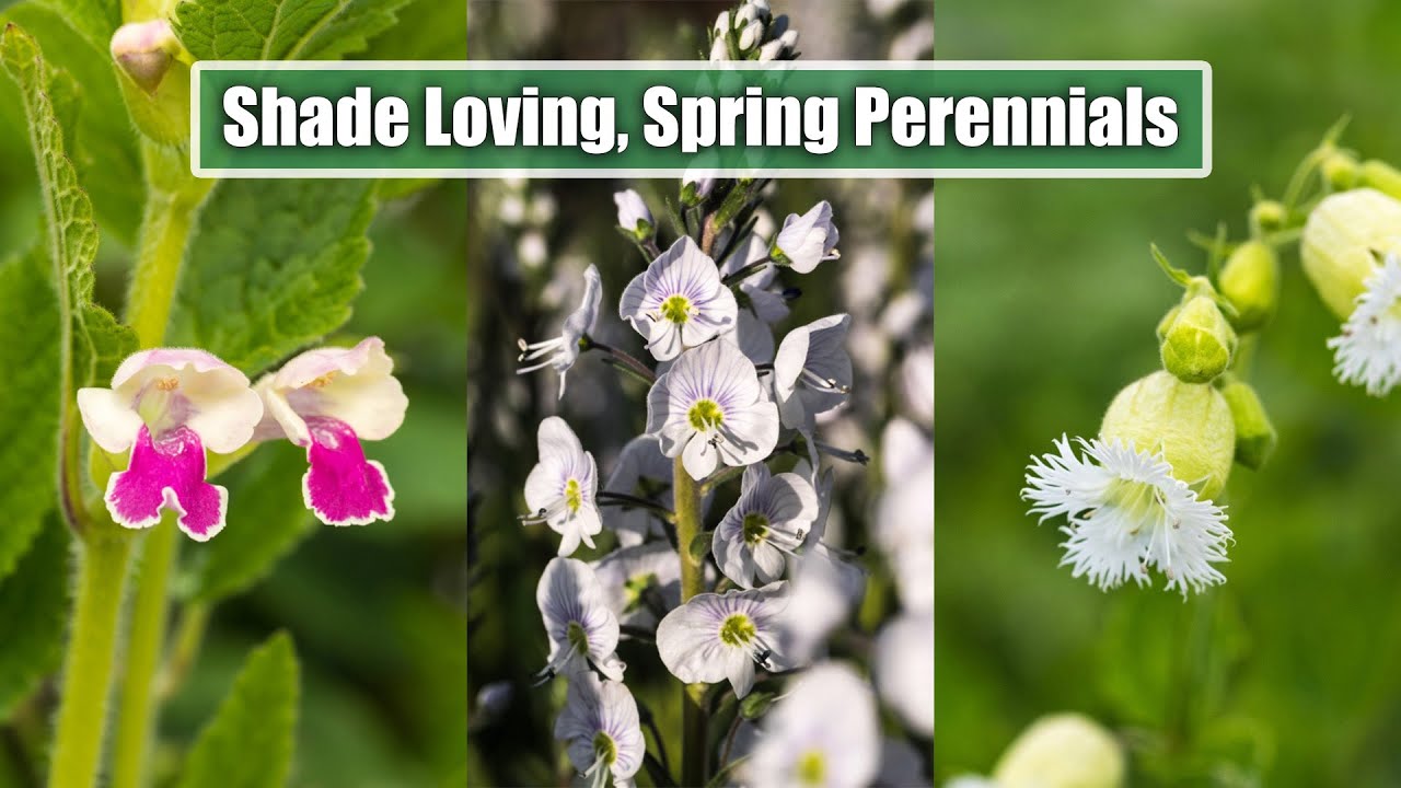 Shade Loving Perennials Flowering in May | 8 of My Favourites