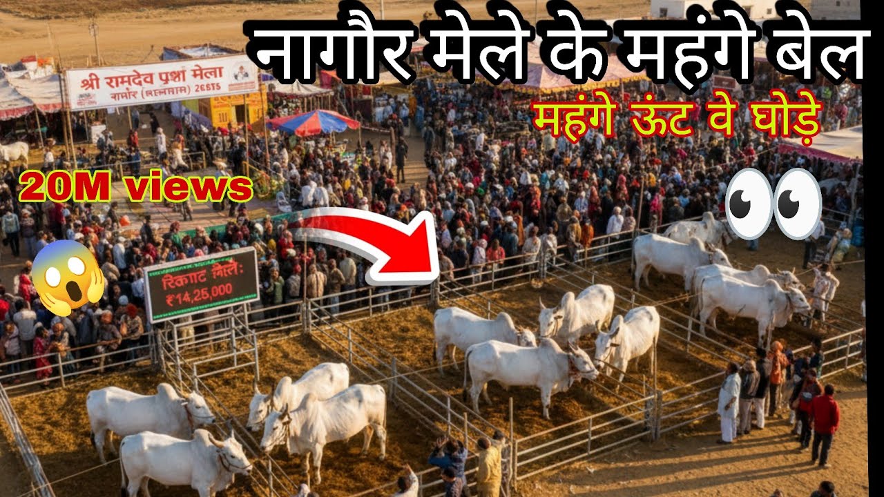 25,000 का किया सोधा नागौर में | लाखो के बिके नागौरी बेल 🐂 | बाबा रामदेव पशु मेला 2026 😍👉