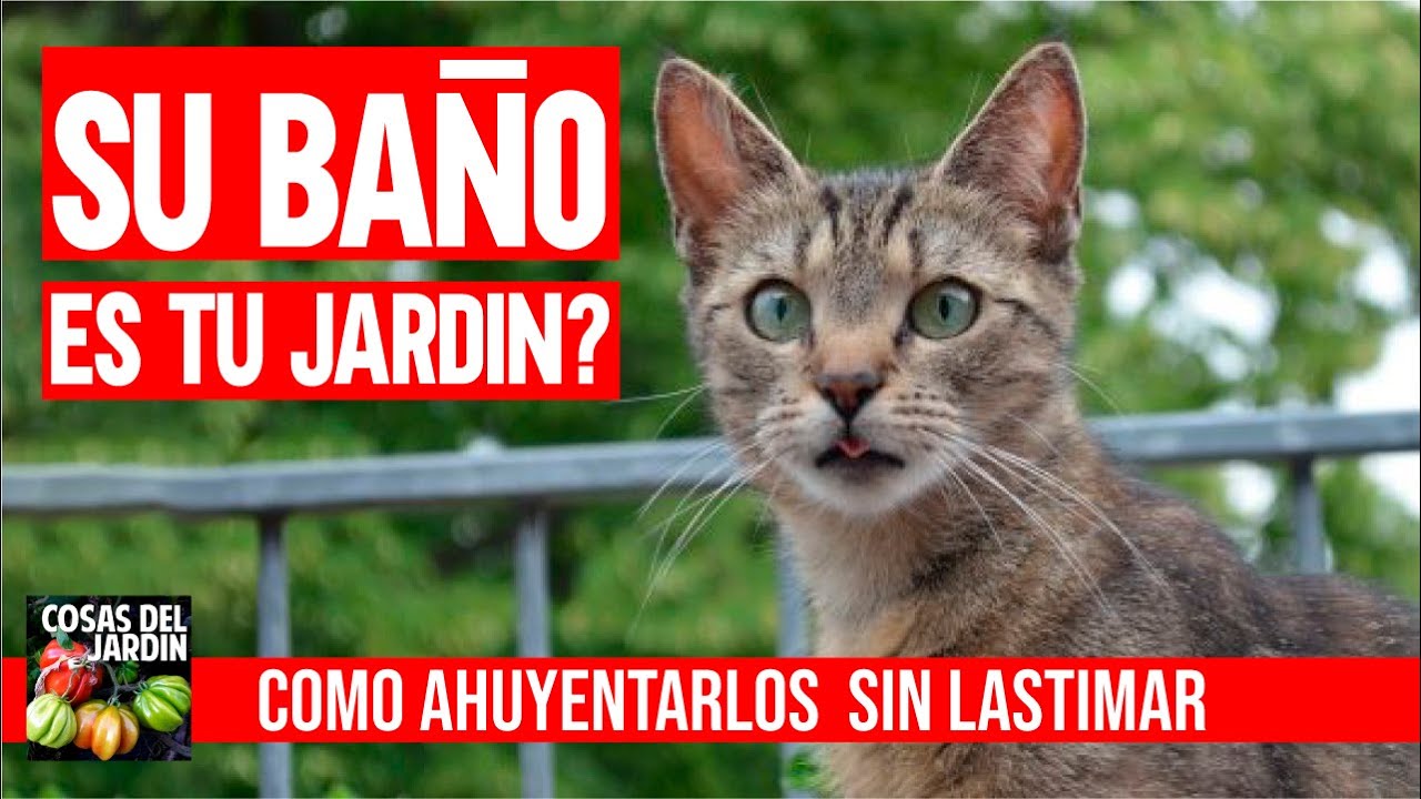 Como ahuyentar gatos del jardin sin lastimarlos - Como espantar gatos de las plantas