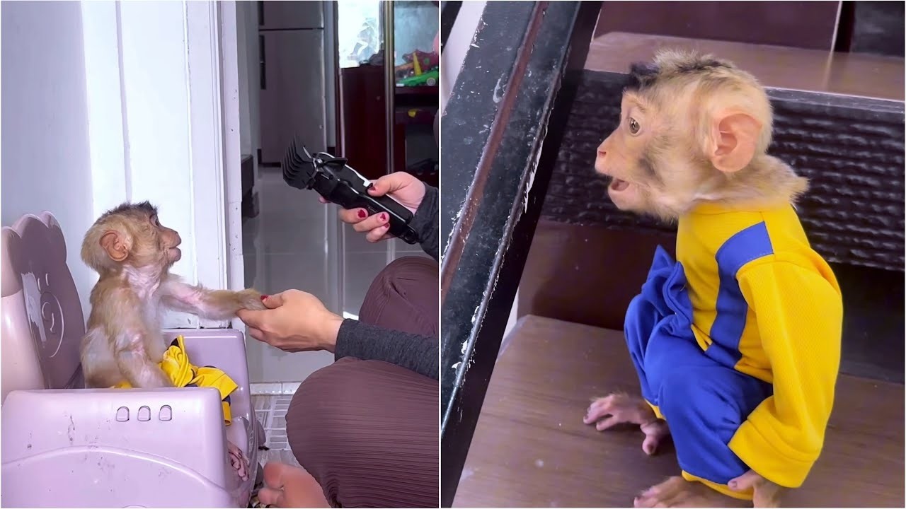 Oh No! Alpha ran away from Mommy because he didn't want his hair cut like Baby Dino's