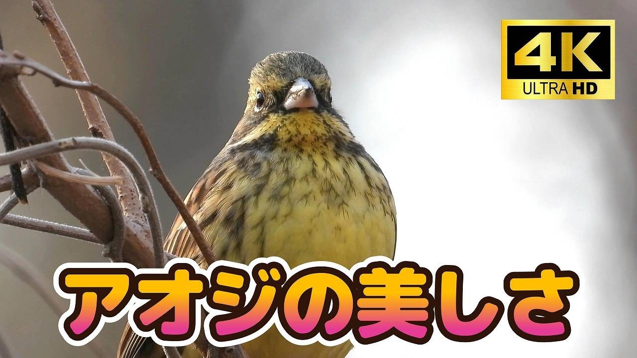 アオジの美しさ＜４K＞スーパーモデルに出会った日