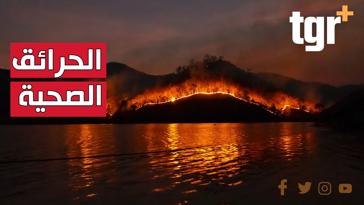 لماذا تحتاج الغابات إلى حرائق وكيف لذلك أن يكون جزءاً من دورة حياتها الطبيعية؟