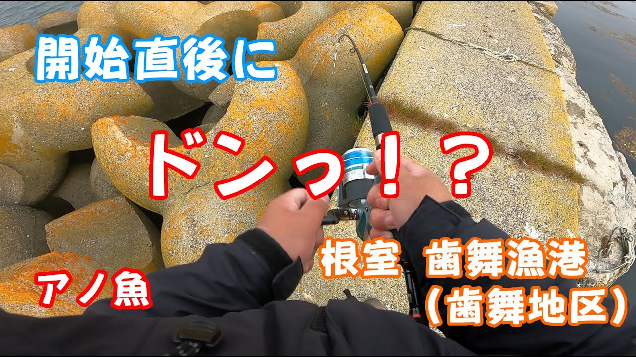 No.496 開始直後にドンっ！？根室、歯舞漁港(歯舞地区)で穴釣り　[2025道東遠征] 稚内の釣り人こーすけ 2025.5.30