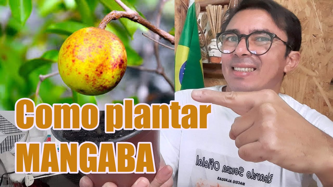 Como plantar Mangaba por sementes, Os benefícios da mangaba para a saúde