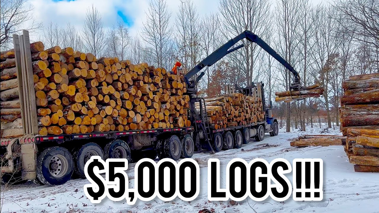 Я купил 40 кубометров дров из твердых пород дерева!!! (5000 долларов)