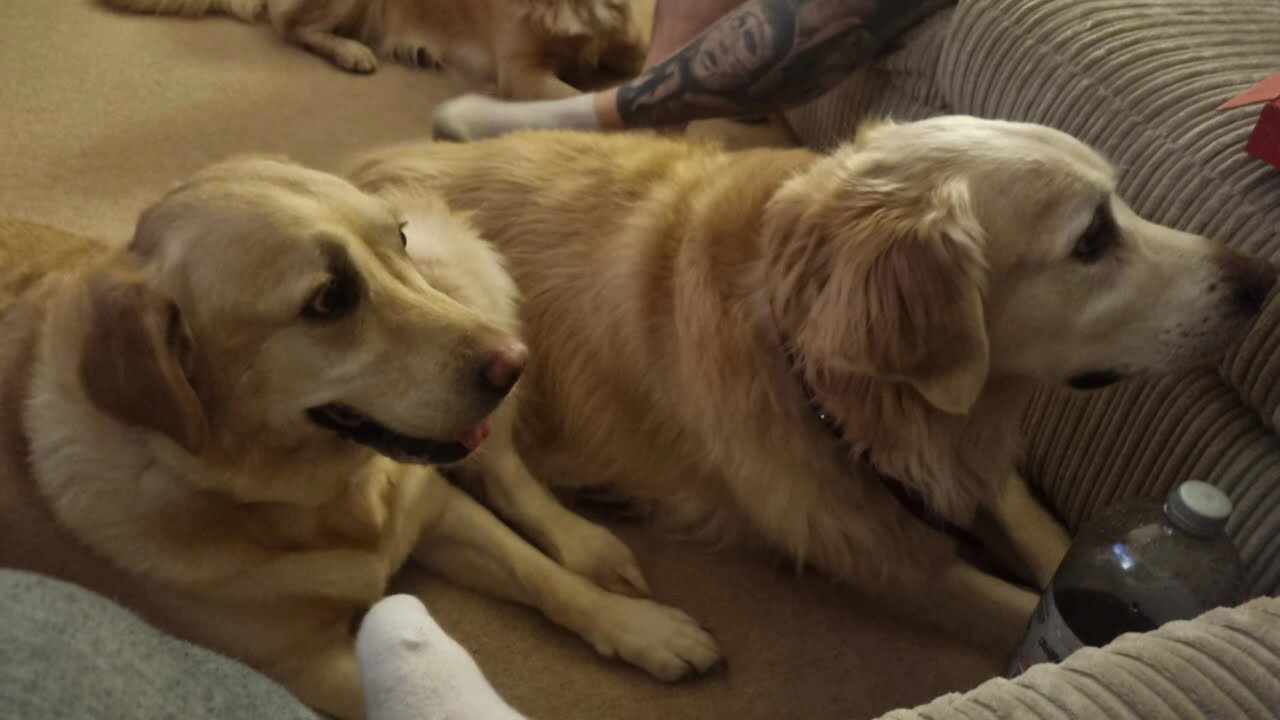 Pets: Photos of our dogs