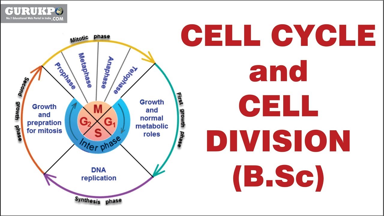 Cell Cycle and Cell Division(B.Sc)