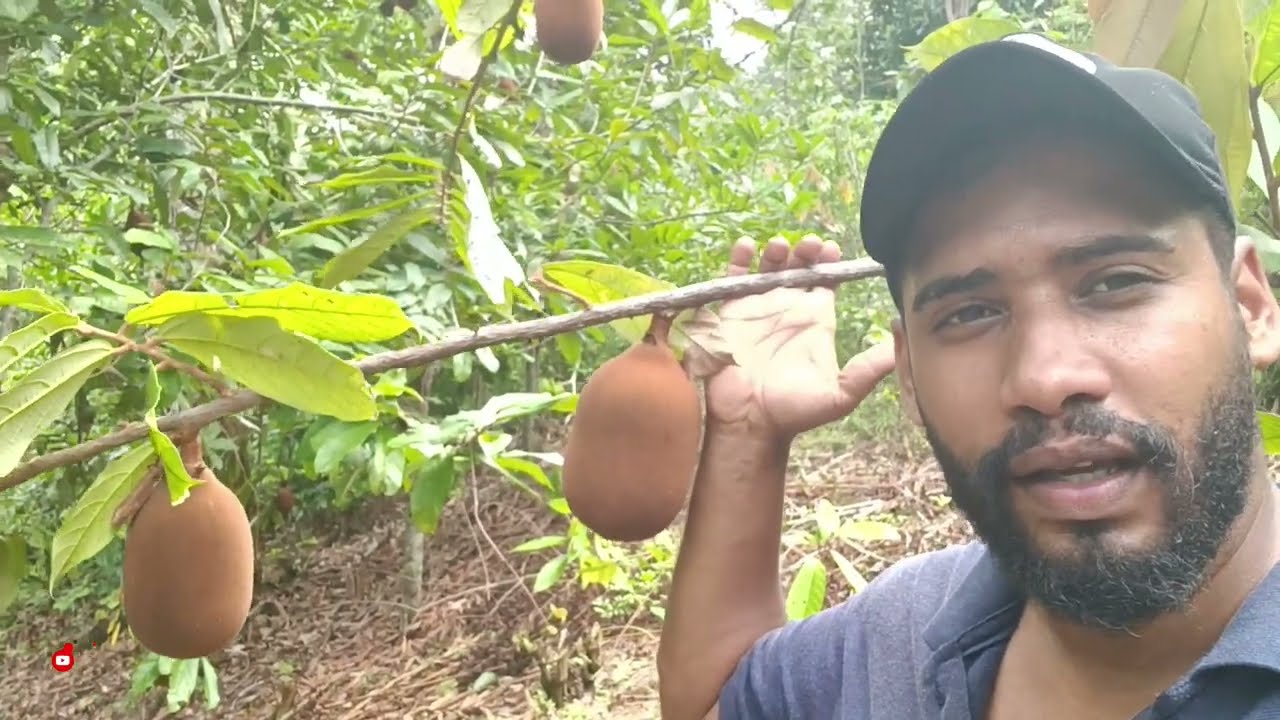 COMO PLANTAR CUPUAÇU E QUAL SUA ÉPOCA DE PRODUÇÃO