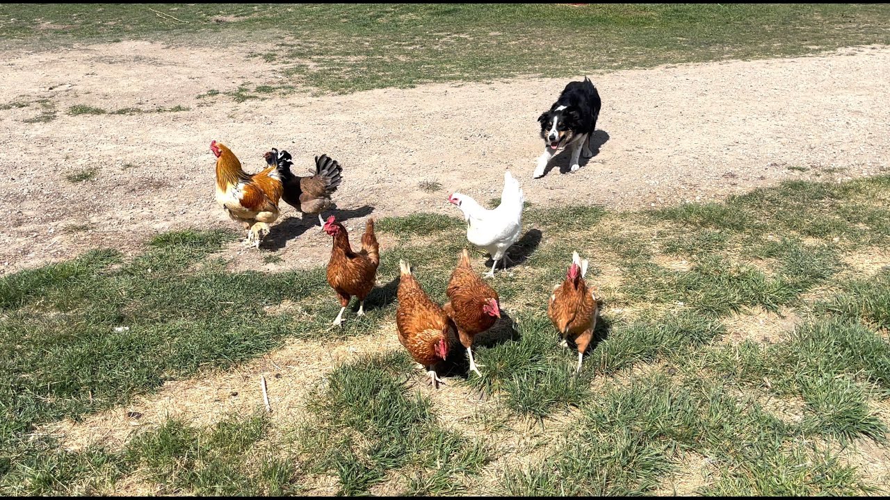 Herding chickens with border collie