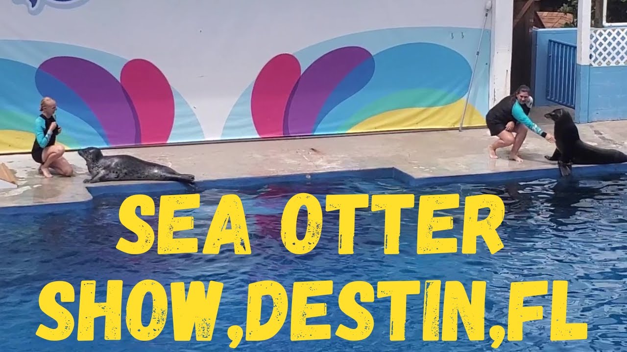 Sea otter show Gulf world,Destin,Florida. #SeaAnimals #seacreatures