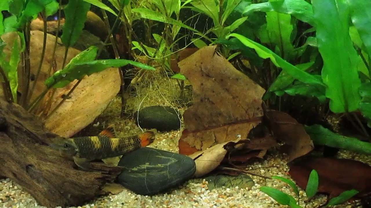 Asienbecken mit Betta imbellis