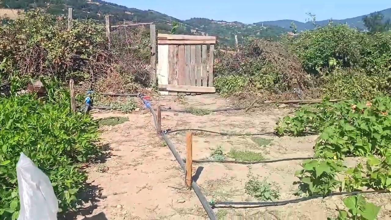 SATILDI HARİKA BAHÇE 4700 M2 KAYNAK SUYU OLAN YOLU OLAN KÖYE YAKIN 