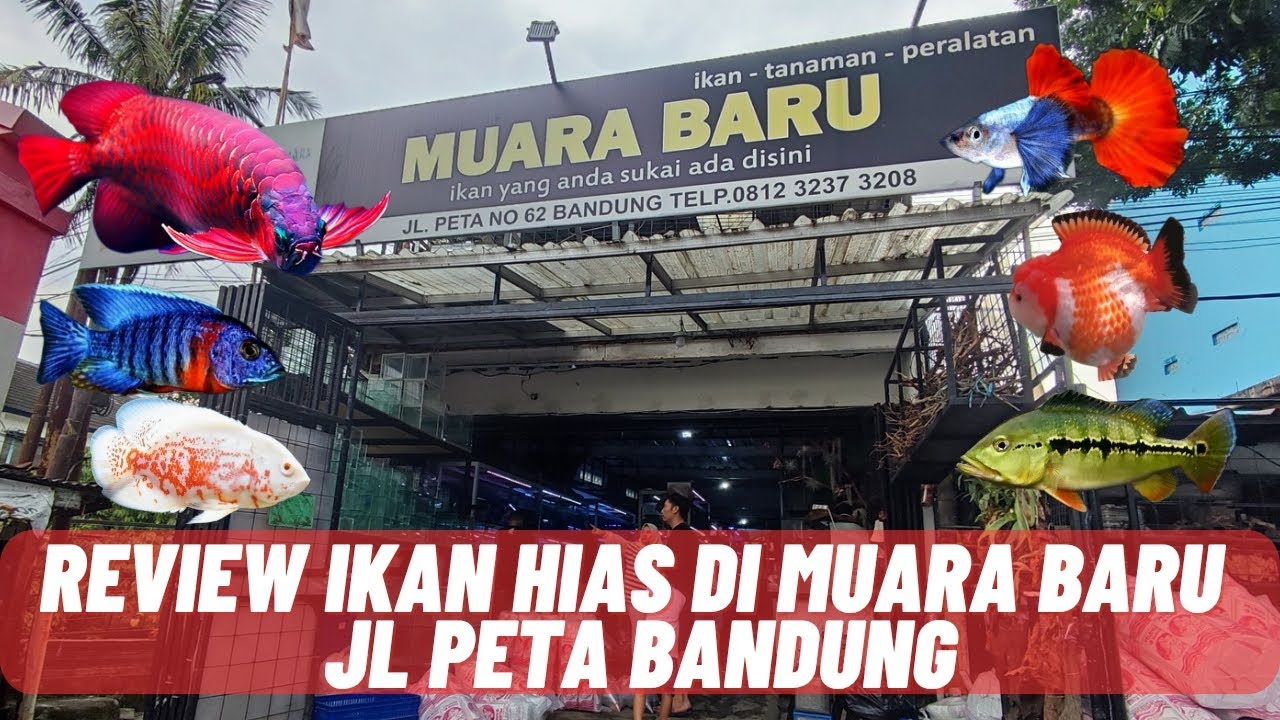 REVIEW IKAN HIAS DI MUARA BARU JL PETA BANDUNG