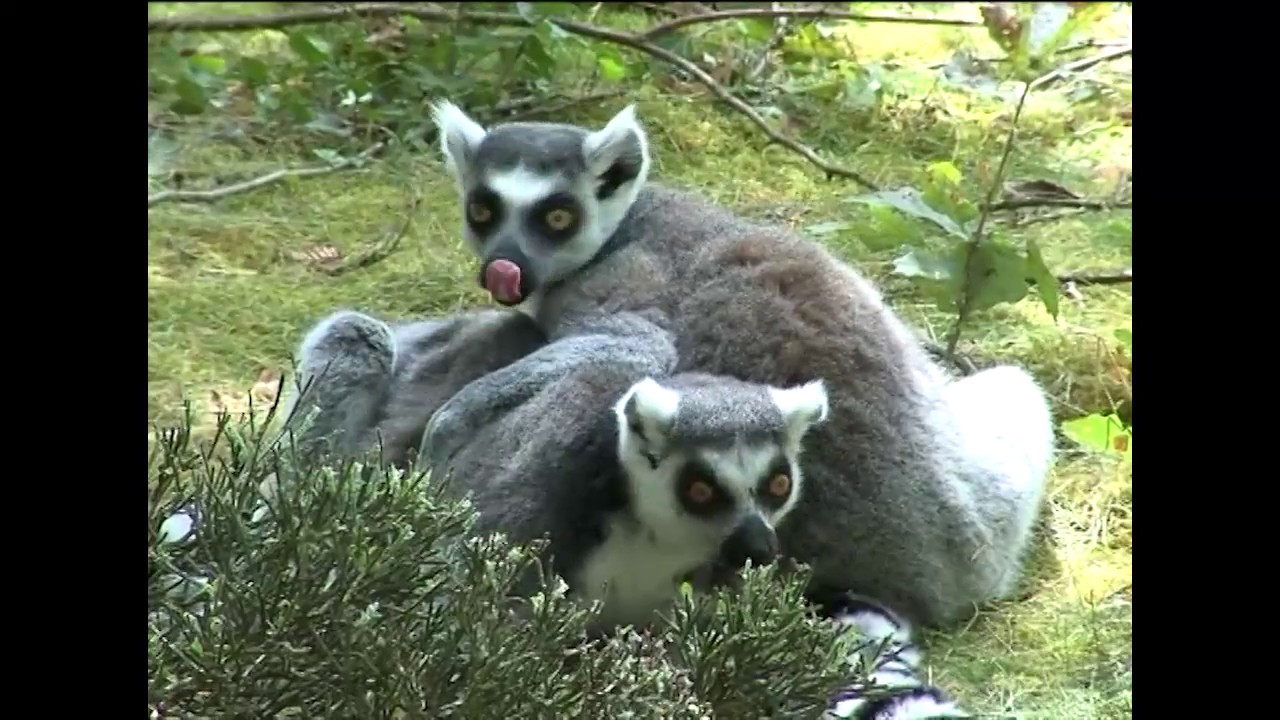La Vallée des Singes