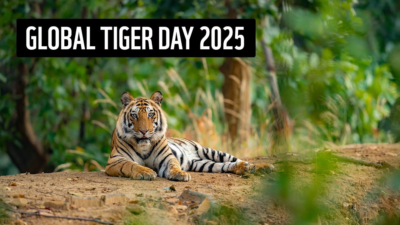 Tigers reclaim range in Asia | Global Tiger Day 2025