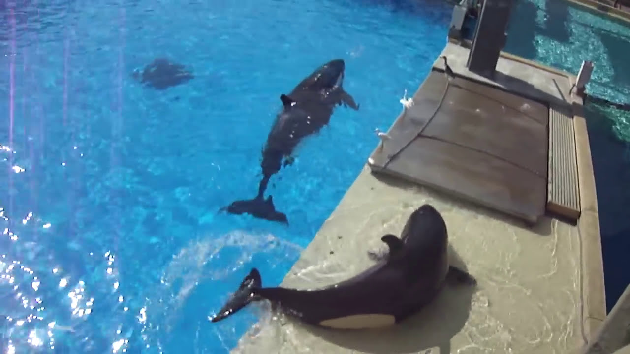 Makani trying to catch some birds - September 6, 2014 - SeaWorld San Diego