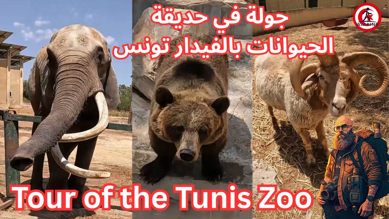 جولة في حديقة الحيوانات بالفيدار تونس  Tour of the Tunis Zoo