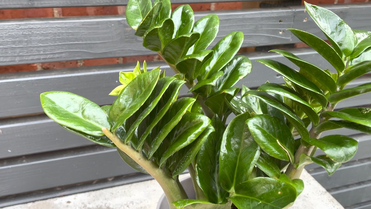 45cm ZZ Plant | Zamioculcas Zenzi | 14cm Pot | 45cm Height