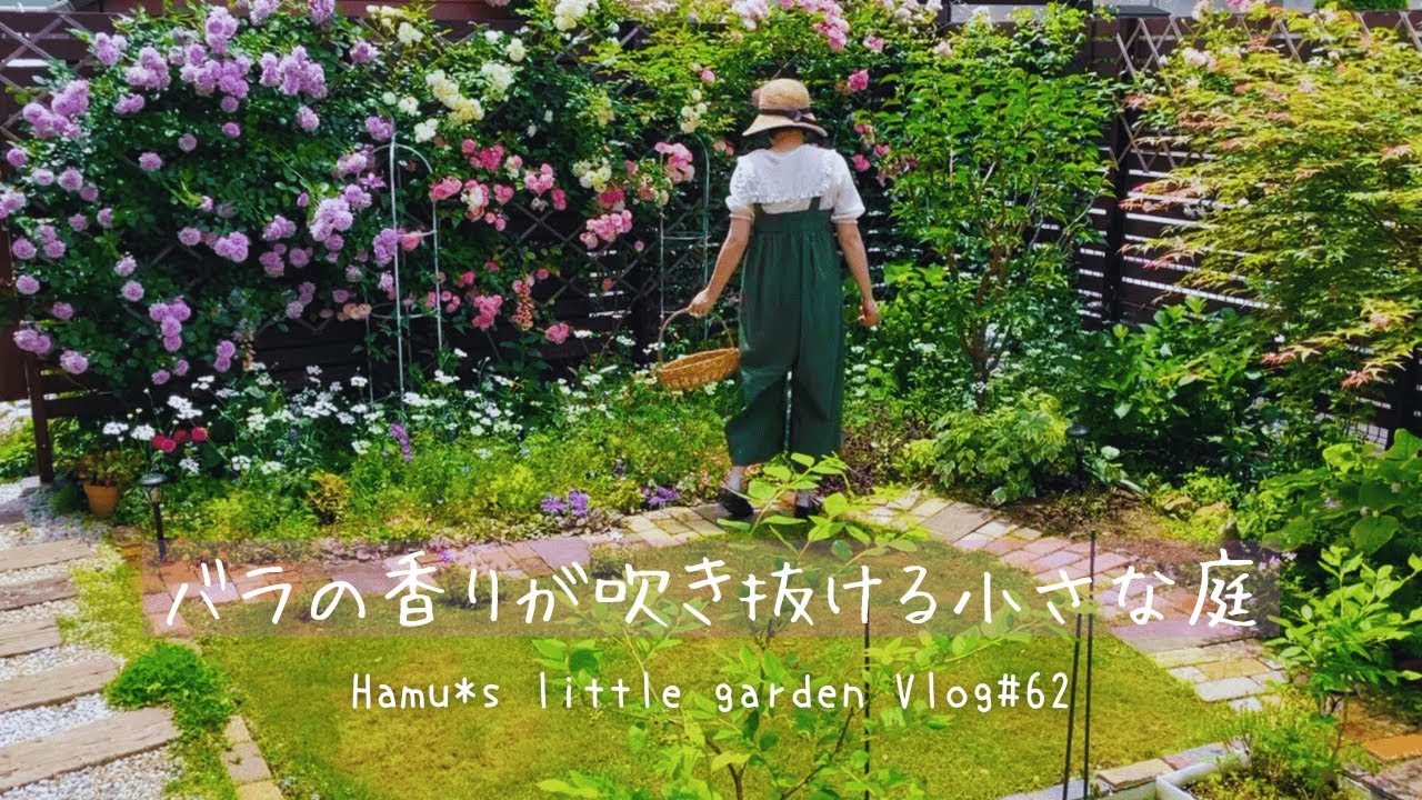 バラの季節/折れたシンボルツリー/梅雨前の庭支度/ジューンベリーの収穫