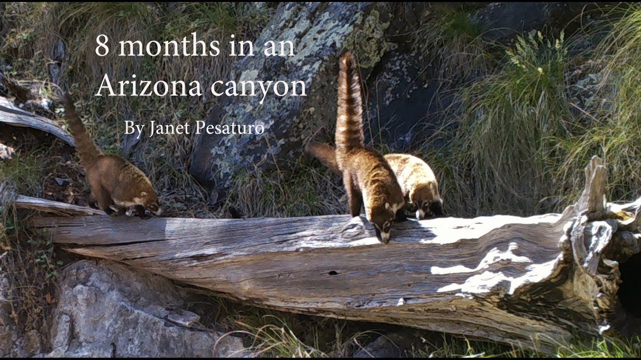 Wildlife in an Arizona Canyon - trail cam montage