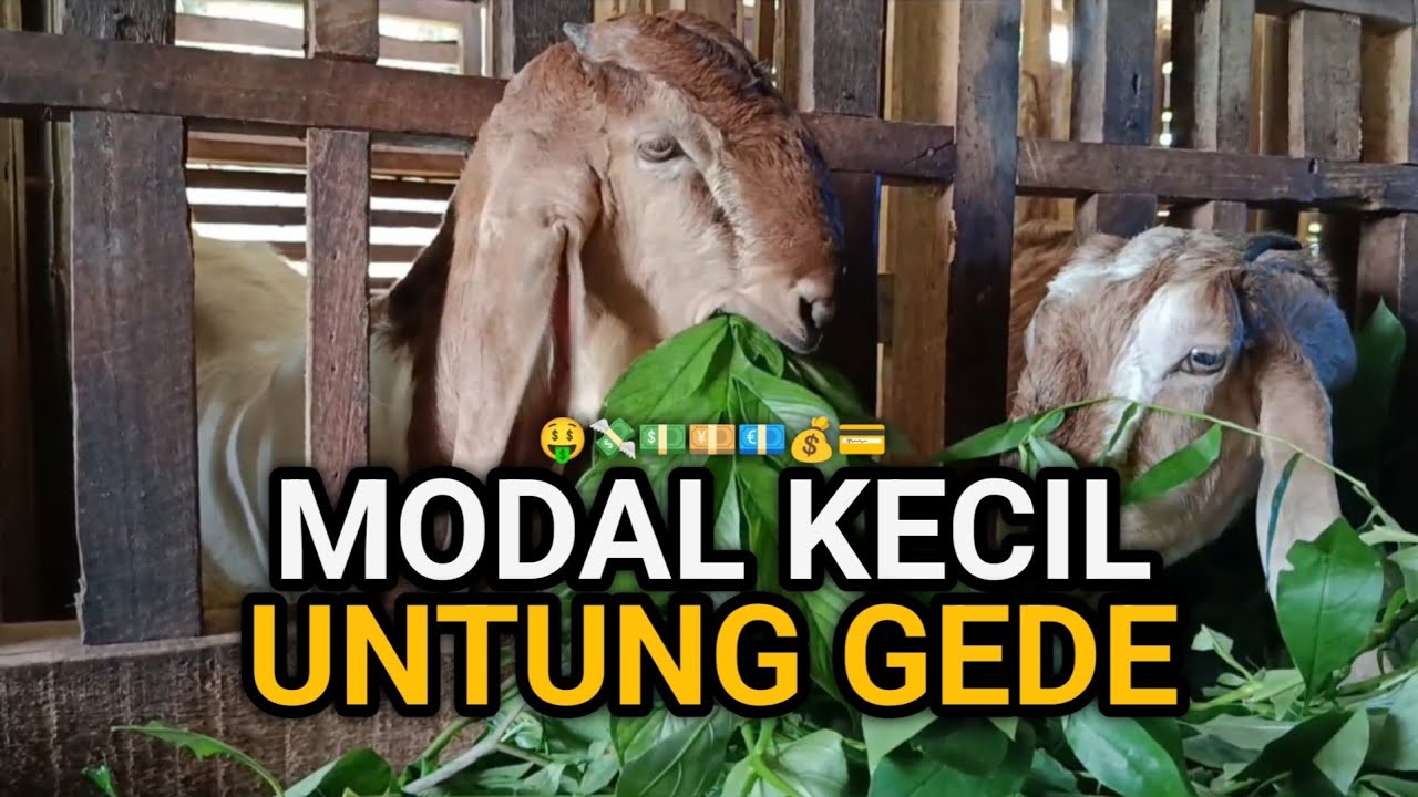 Pemula Wajib Tahu! Cara Ternak Kambing yang Benar Biar Cepat Untung