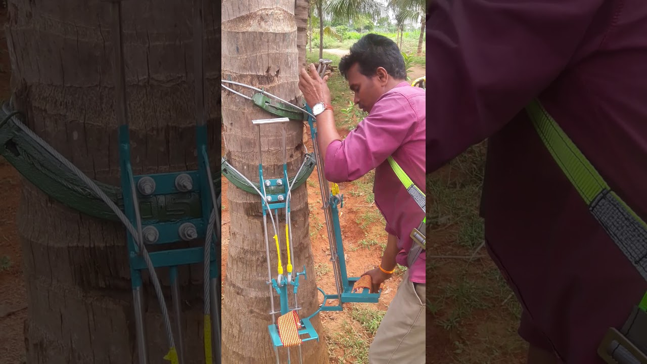 Coconut tree climber/8248400906