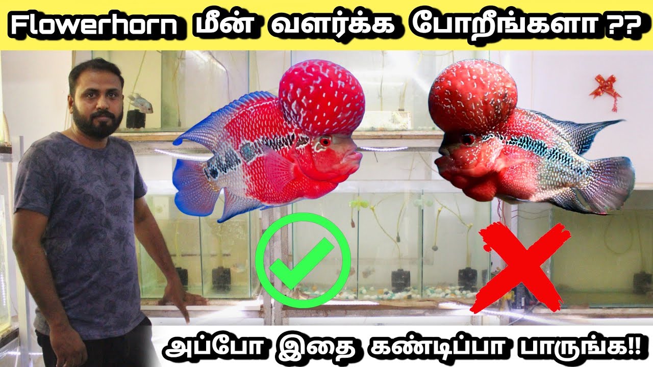 இத்தனை பிரச்சனை இருக்கா Flowerhorn மீன்களில்! | Flowerhorn fish farm in tamil | Low price flowerhorn