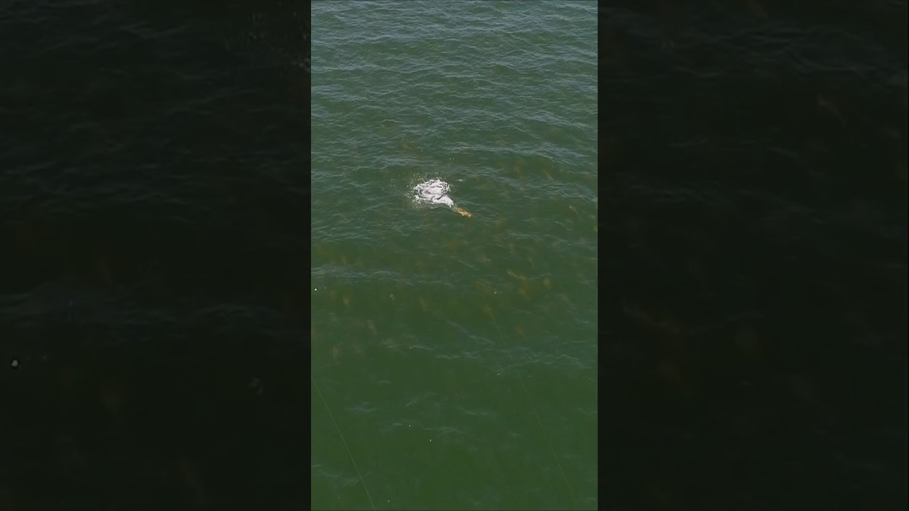 Casting to 1000&rsquo;s of Hungry Fish