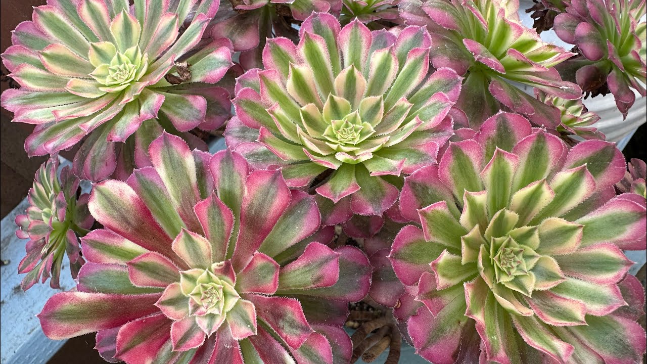 Vườn Hoa Lan Và Sen Đá Korean Trong Vườn Bạch Hương Vào Đầu Tháng 11 Đang Tươi Đẹp .