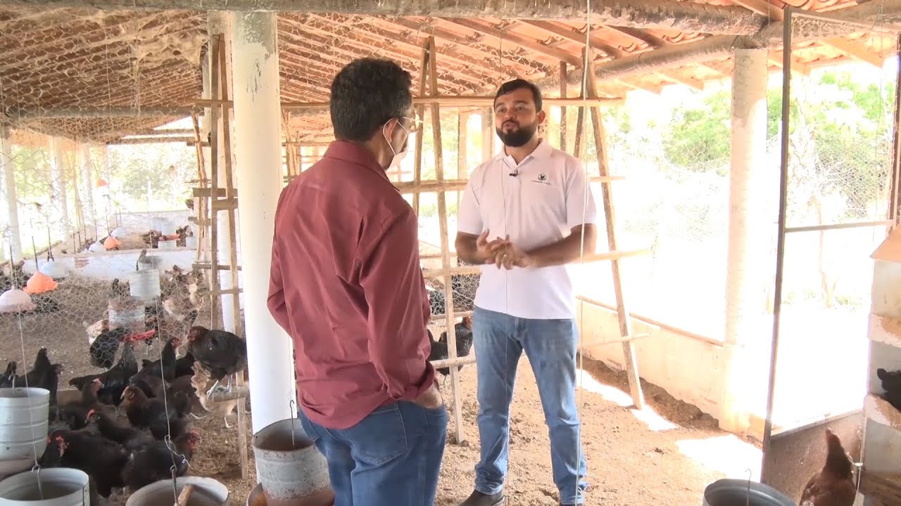 Criação de galinha canela preta, venda de pintos e ovos é renda de produtor em Nazária 16 07 2022