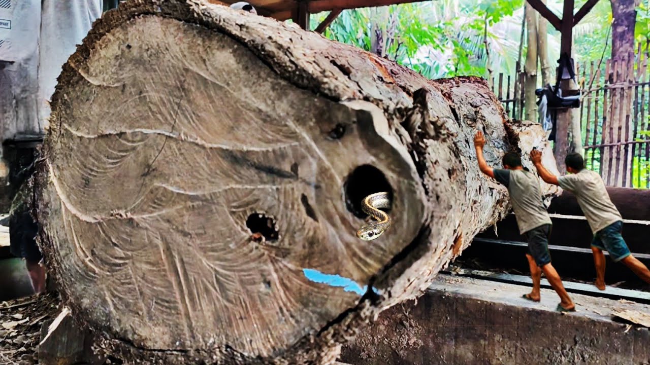 One of the most dangerous things!! sawing straight grain teak wood in a sawmill 