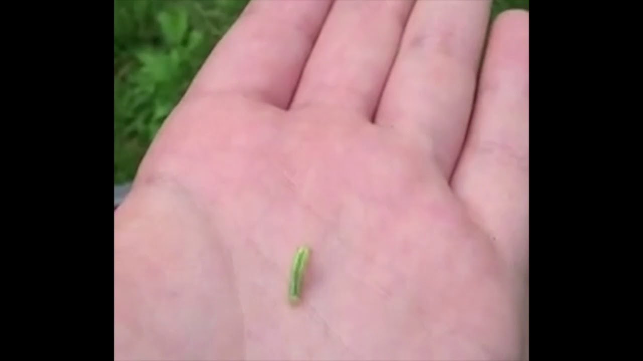 crawling in my crawl [now with less copyright infringing footage]