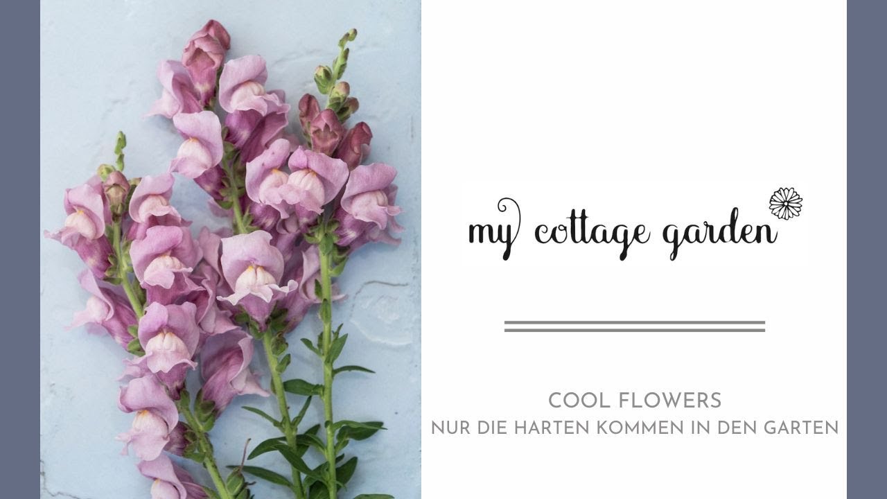 Cool Flowers oder Robuste Einj&auml;hrige - was Du zur Aussaat wissen musst