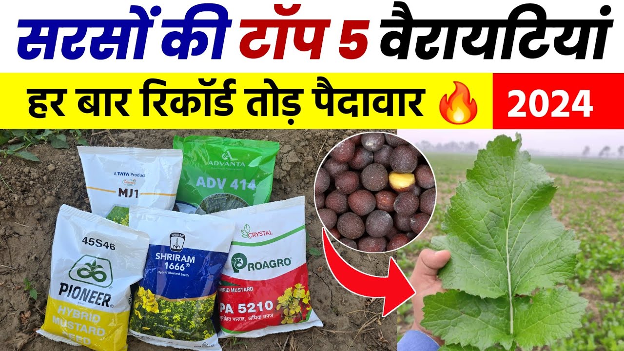 सरसों की टॉप 5 वैरायटियां 2024 | सबसे अधिक पैदावार देने वाली किस्में | Sarso Ki Top 5 Variety 2024