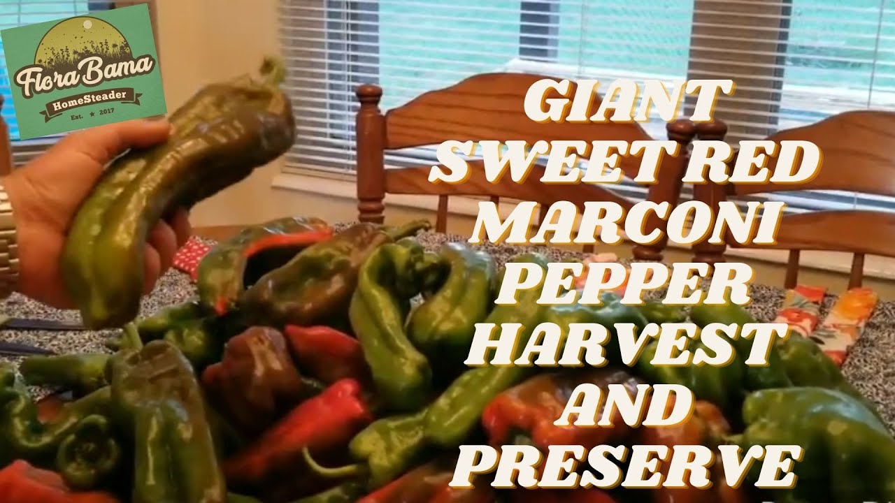 GIANT SWEET RED MARCONI PEPPERS HARVEST AND FREEZE!