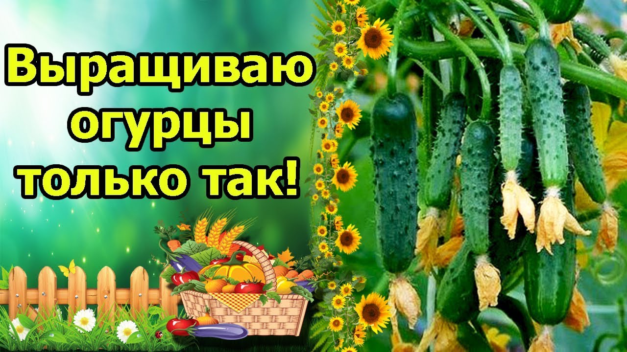О ТАКОМ ОГУРЕЧНИКЕ Я МЕЧТАЛА! ЛУЧШИЙ СПОСОБ ВЫРАЩИВАНИЯ ОГУРЦОВ НА ШПАЛЕРЕ! ПОДВЯЗКА, ФОРМИРОВКА.