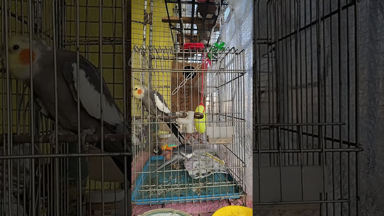 ShonaTheCockatiel  is live