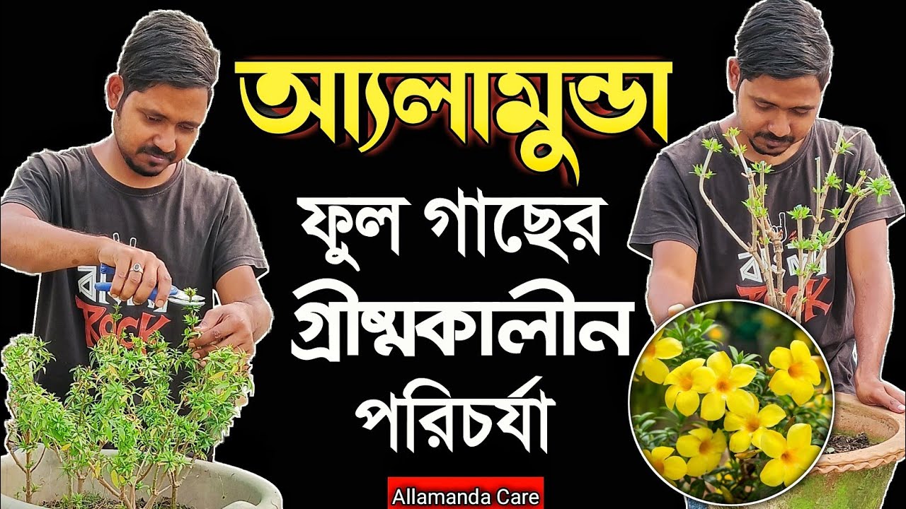 গরমের শুরুতে আমরা আলামুন্ডা/ অলকানন্দা গাছের কি পরিচর্যা করব?|| Allamanda Flower Plant Grow & Care