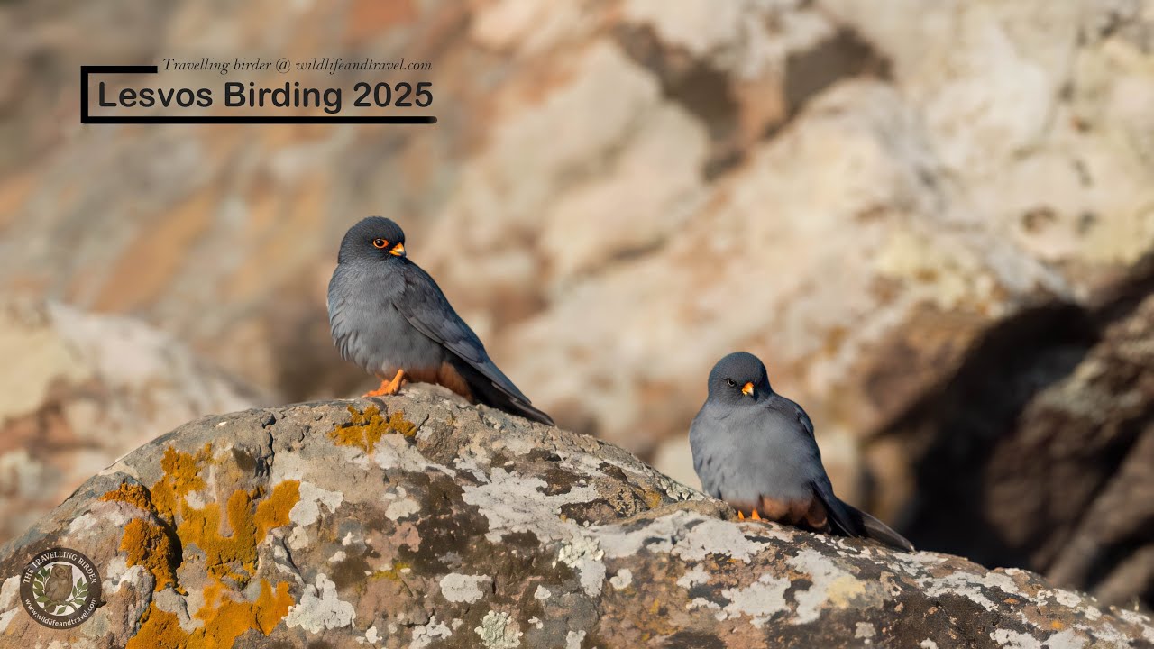Lesvos Birding 2025
