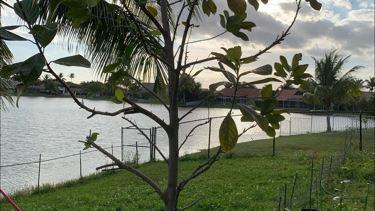How to prune Jackfruit tree, 2024