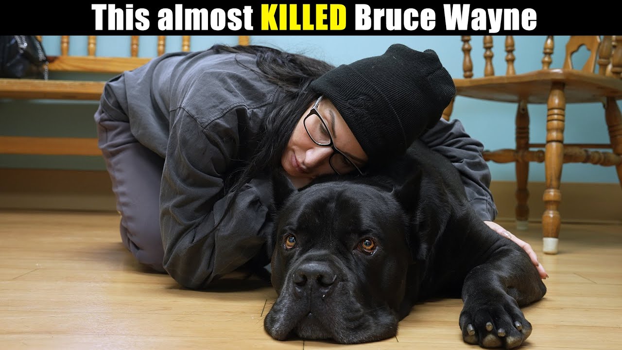 I Almost KILLED My Dog - K9 ADVANTIX II Caused This