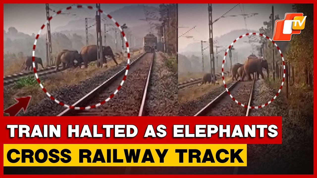 Goods Train Halted In Keonjhar As Elephants Cross Railway Track | Odisha
