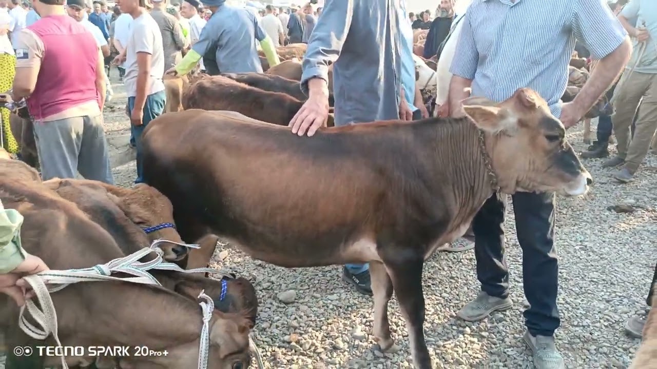 Молбозори ленйскии раён 25 06 2025 🇹🇯