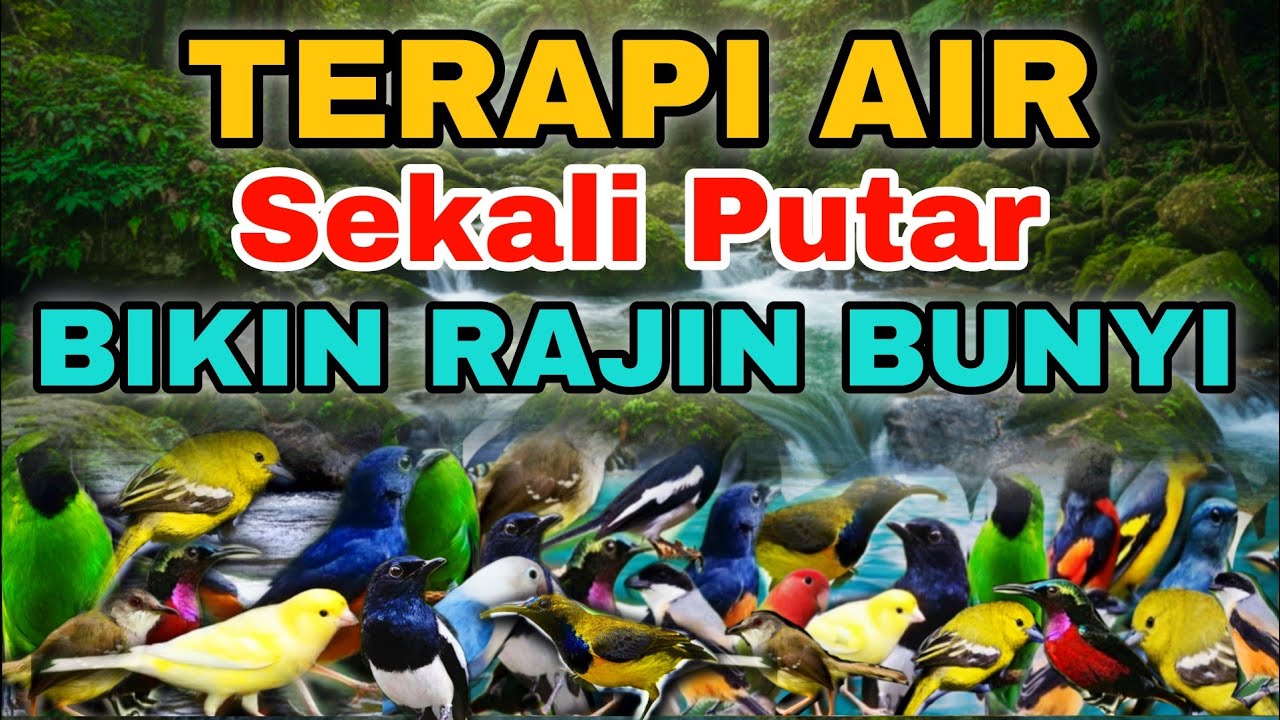 SEKALI PUTAR BIKIN BURUNG LEBIH RAJIN BUNYI, TERAPI AIR UNTUK SEMUA JENIS BURUNG MACET BUNYI 