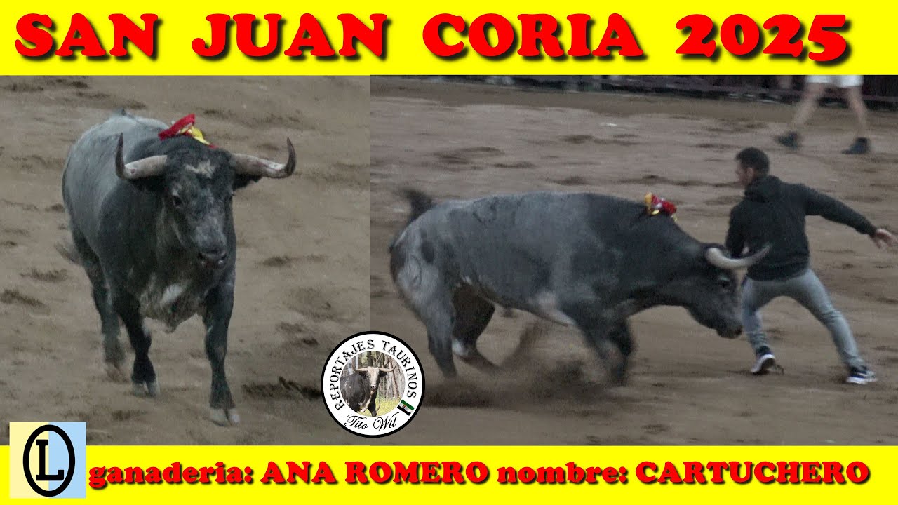 TORO CARTUCHERO GANADERIA ANA ROMERO SAN JUAN CORIA 2025 MADRUGADA 26 #toros #sanjuan