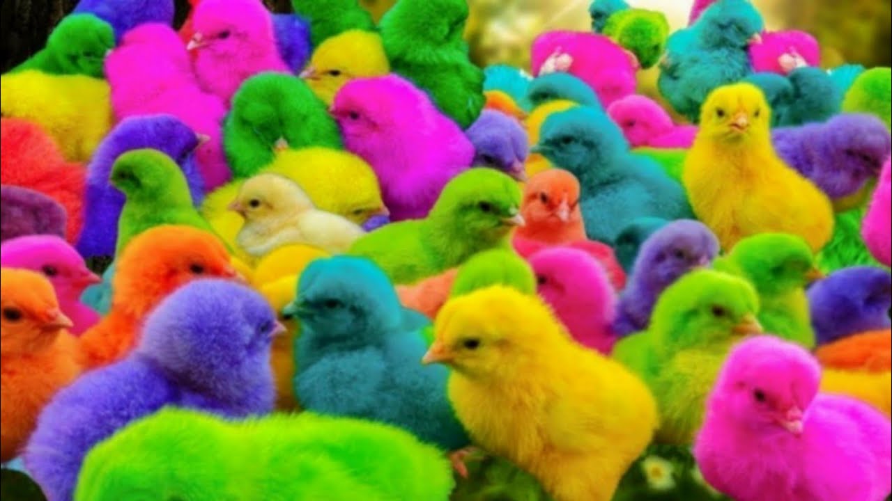 Catch the Cute Rainbow Chickens – Funny Animals Compilation