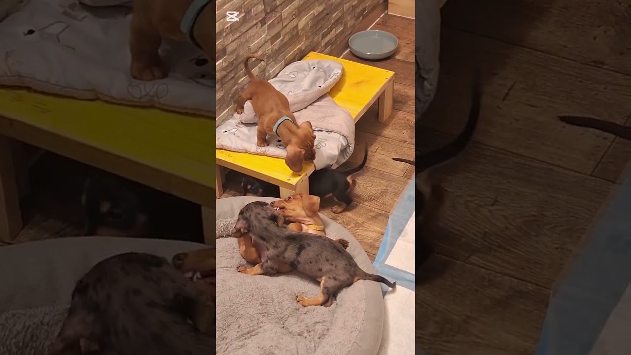 Rückblick Dackelgeburt. Review of Dachshund birth #dachshundgeburt #fürdich #dachshundbirth #foryou 