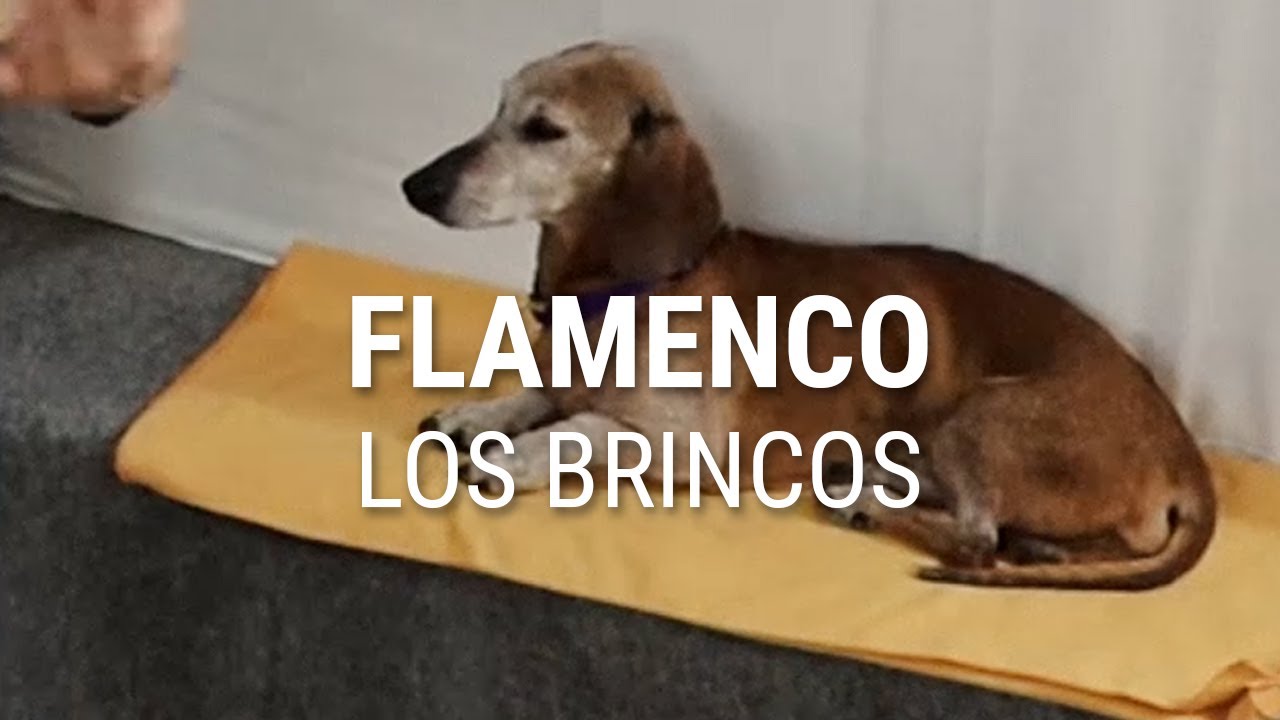 CSGA Sessions #4 - Los Brincos, 