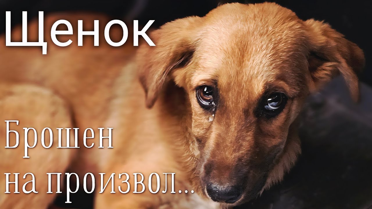 Скитания и боль щенка увидели дети / они  просили помощи у прохожих / help save a puppy